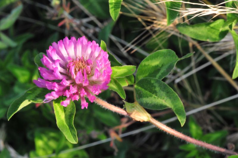 Trifolium pratense e Trifolium resupinatum